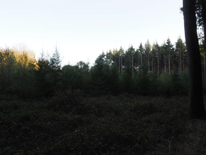 Vagevuurbos en Lippensgoed-Bulskampveld (België)